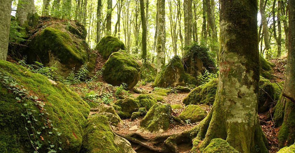 Incontro ai Georgofili: Gestione forestale sostenibile. Nuova normativa  (D.LGS. 3/2018)