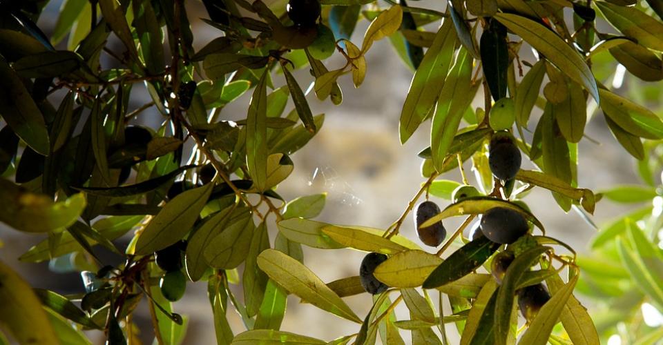 La olivicoltura toscana da alcuni anni sta vivendo una profonda trasformazione 